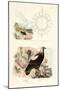 Imperial Eagle, 1833-39-null-Mounted Giclee Print