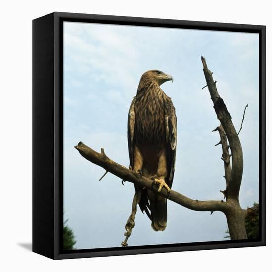 Imperial Eagle Resting on a Branch-Philip Gendreau-Framed Stretched Canvas
