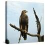 Imperial Eagle Resting on a Branch-Philip Gendreau-Stretched Canvas