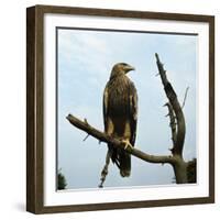 Imperial Eagle Resting on a Branch-Philip Gendreau-Framed Photographic Print