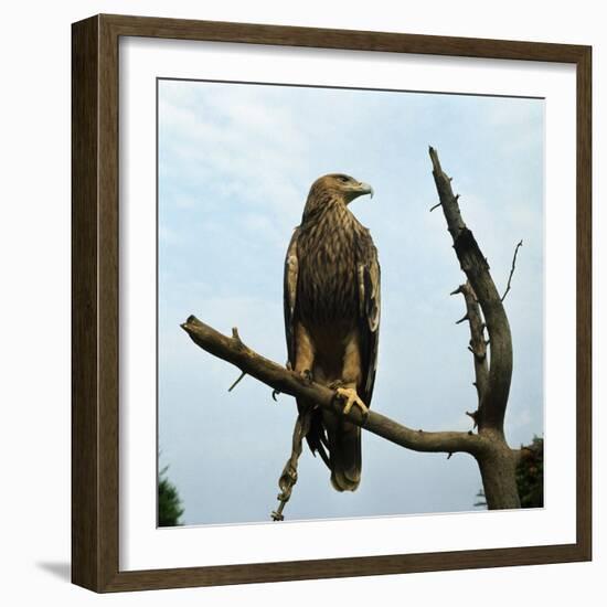 Imperial Eagle Resting on a Branch-Philip Gendreau-Framed Photographic Print