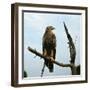 Imperial Eagle Resting on a Branch-Philip Gendreau-Framed Photographic Print