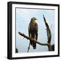 Imperial Eagle Resting on a Branch-Philip Gendreau-Framed Photographic Print