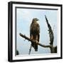 Imperial Eagle Resting on a Branch-Philip Gendreau-Framed Photographic Print