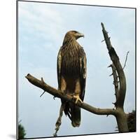 Imperial Eagle Resting on a Branch-Philip Gendreau-Mounted Photographic Print