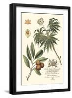 Imperial Foliage II-Vision Studio-Framed Art Print