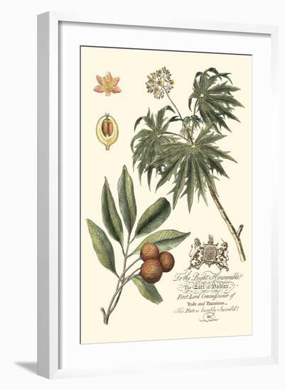 Imperial Foliage II-Vision Studio-Framed Art Print