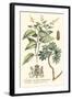 Imperial Foliage IV-Vision Studio-Framed Art Print