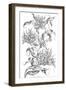 Imperial Gloriosa-Porter Design-Framed Giclee Print