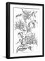 Imperial Gloriosa-Porter Design-Framed Giclee Print