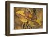 Imperial Moth on Dead Cactus Branch-Darrell Gulin-Framed Photographic Print