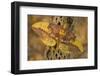 Imperial Moth on Dead Cactus Branch-Darrell Gulin-Framed Photographic Print