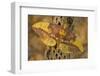 Imperial Moth on Dead Cactus Branch-Darrell Gulin-Framed Photographic Print