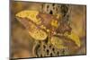 Imperial Moth on Dead Cactus Branch-Darrell Gulin-Mounted Photographic Print