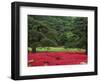 Imperial Palace Garden, Tokyo, Japan-Rob Tilley-Framed Photographic Print