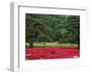 Imperial Palace Garden, Tokyo, Japan-Rob Tilley-Framed Photographic Print