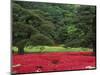 Imperial Palace Garden, Tokyo, Japan-Rob Tilley-Mounted Photographic Print