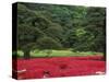 Imperial Palace Garden, Tokyo, Japan-Rob Tilley-Stretched Canvas