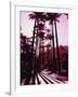 Imperial Palm Trees, Botanical Garden, Rio de Janeiro, Brazil-null-Framed Photographic Print
