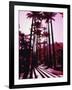 Imperial Palm Trees, Botanical Garden, Rio de Janeiro, Brazil-null-Framed Photographic Print