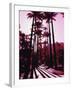 Imperial Palm Trees, Botanical Garden, Rio de Janeiro, Brazil-null-Framed Photographic Print