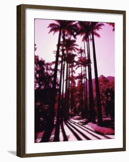 Imperial Palm Trees, Botanical Garden, Rio de Janeiro, Brazil-null-Framed Photographic Print