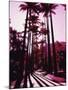 Imperial Palm Trees, Botanical Garden, Rio de Janeiro, Brazil-null-Mounted Photographic Print