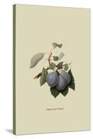 Imperial Plum-William Hooker-Stretched Canvas