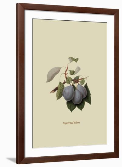 Imperial Plum-William Hooker-Framed Art Print