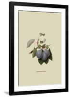 Imperial Plum-William Hooker-Framed Art Print