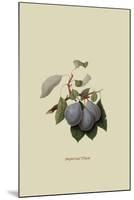 Imperial Plum-William Hooker-Mounted Art Print