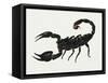 Imperial Scorpion (Pandinus Imperator), Scorpionidae. Artwork by Bridgette James-null-Framed Stretched Canvas