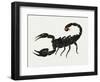 Imperial Scorpion (Pandinus Imperator), Scorpionidae. Artwork by Bridgette James-null-Framed Giclee Print