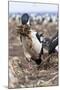 Imperial Shag also Called King Shag in a Huge Rookery-Martin Zwick-Mounted Photographic Print