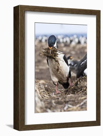 Imperial Shag also Called King Shag in a Huge Rookery-Martin Zwick-Framed Photographic Print