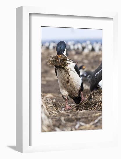 Imperial Shag also Called King Shag in a Huge Rookery-Martin Zwick-Framed Photographic Print