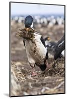 Imperial Shag also Called King Shag in a Huge Rookery-Martin Zwick-Mounted Photographic Print