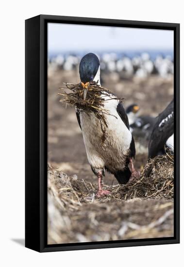 Imperial Shag also Called King Shag in a Huge Rookery-Martin Zwick-Framed Stretched Canvas