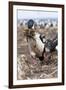 Imperial Shag also Called King Shag in a Huge Rookery-Martin Zwick-Framed Premium Photographic Print