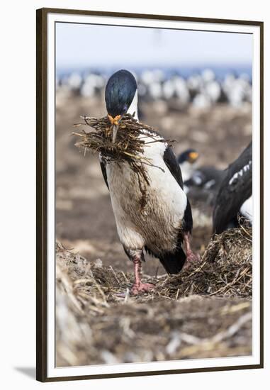 Imperial Shag also Called King Shag in a Huge Rookery-Martin Zwick-Framed Premium Photographic Print