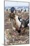 Imperial Shag also Called King Shag in a Huge Rookery-Martin Zwick-Mounted Photographic Print