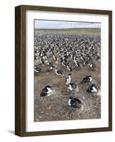 Imperial Shag also Called King Shag in a Huge Rookery-Martin Zwick-Framed Photographic Print