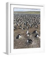 Imperial Shag also Called King Shag in a Huge Rookery-Martin Zwick-Framed Photographic Print