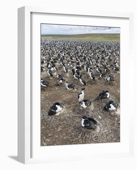 Imperial Shag also Called King Shag in a Huge Rookery-Martin Zwick-Framed Photographic Print
