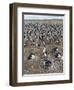 Imperial Shag also Called King Shag in a Huge Rookery-Martin Zwick-Framed Photographic Print