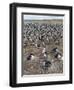 Imperial Shag also Called King Shag in a Huge Rookery-Martin Zwick-Framed Photographic Print