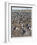 Imperial Shag also Called King Shag in a Huge Rookery-Martin Zwick-Framed Photographic Print