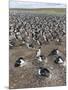 Imperial Shag also Called King Shag in a Huge Rookery-Martin Zwick-Mounted Photographic Print