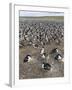 Imperial Shag also Called King Shag in a Huge Rookery-Martin Zwick-Framed Photographic Print