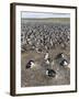 Imperial Shag also Called King Shag in a Huge Rookery-Martin Zwick-Framed Photographic Print